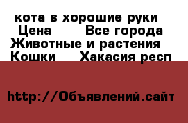 кота в хорошие руки › Цена ­ 0 - Все города Животные и растения » Кошки   . Хакасия респ.